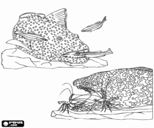 juego cadena alimentaria online juegos de peces para colorear imprimir y pintar juego cadena alimentaria online juegos de peces para colorear imprimir y pintar